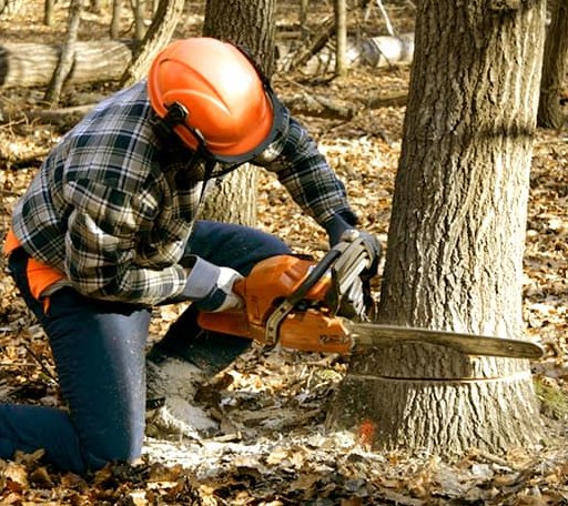 Tree Removal in Oakwood, OK